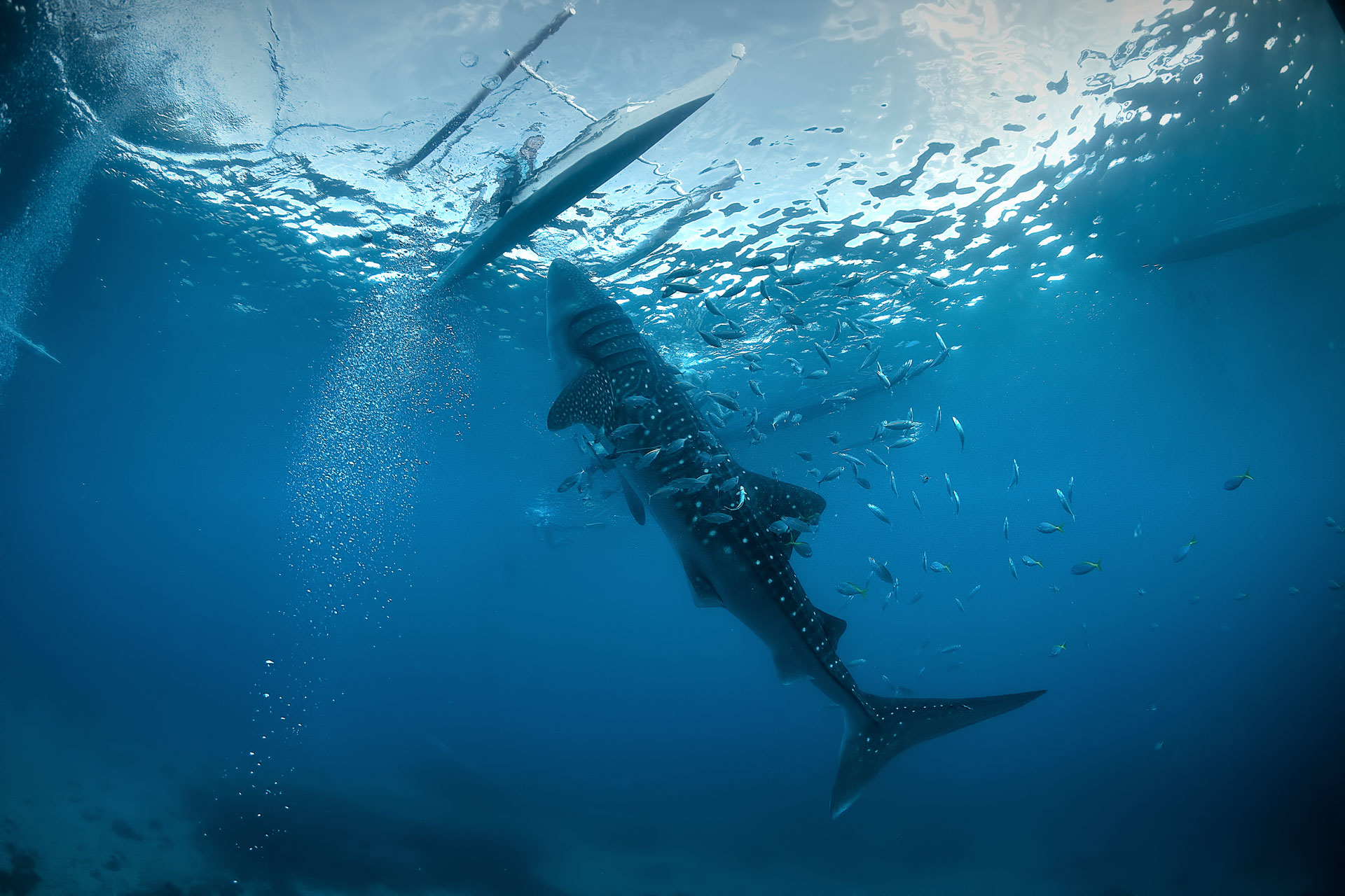 Whale sharks of Oslob, Philippines